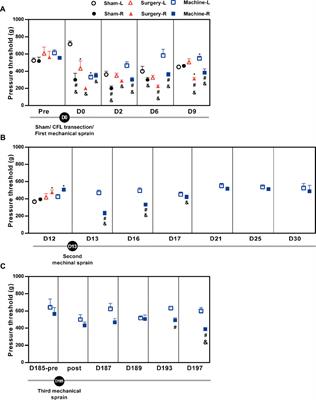A new mouse model of ankle instability induced by multiple mechanical sprains with controlled inversion angle and speed